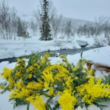 Поздравление на 8 марта от Центра северного сафари