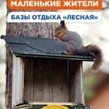 На территории базы отдыха «Лесная» вы обязательно встретите наших очаровательных маленьких жителей — дружелюбных белочек и грациозных уточек