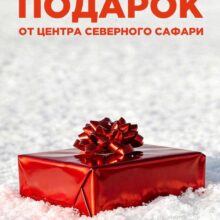 Сюрприз от Центра северного сафари